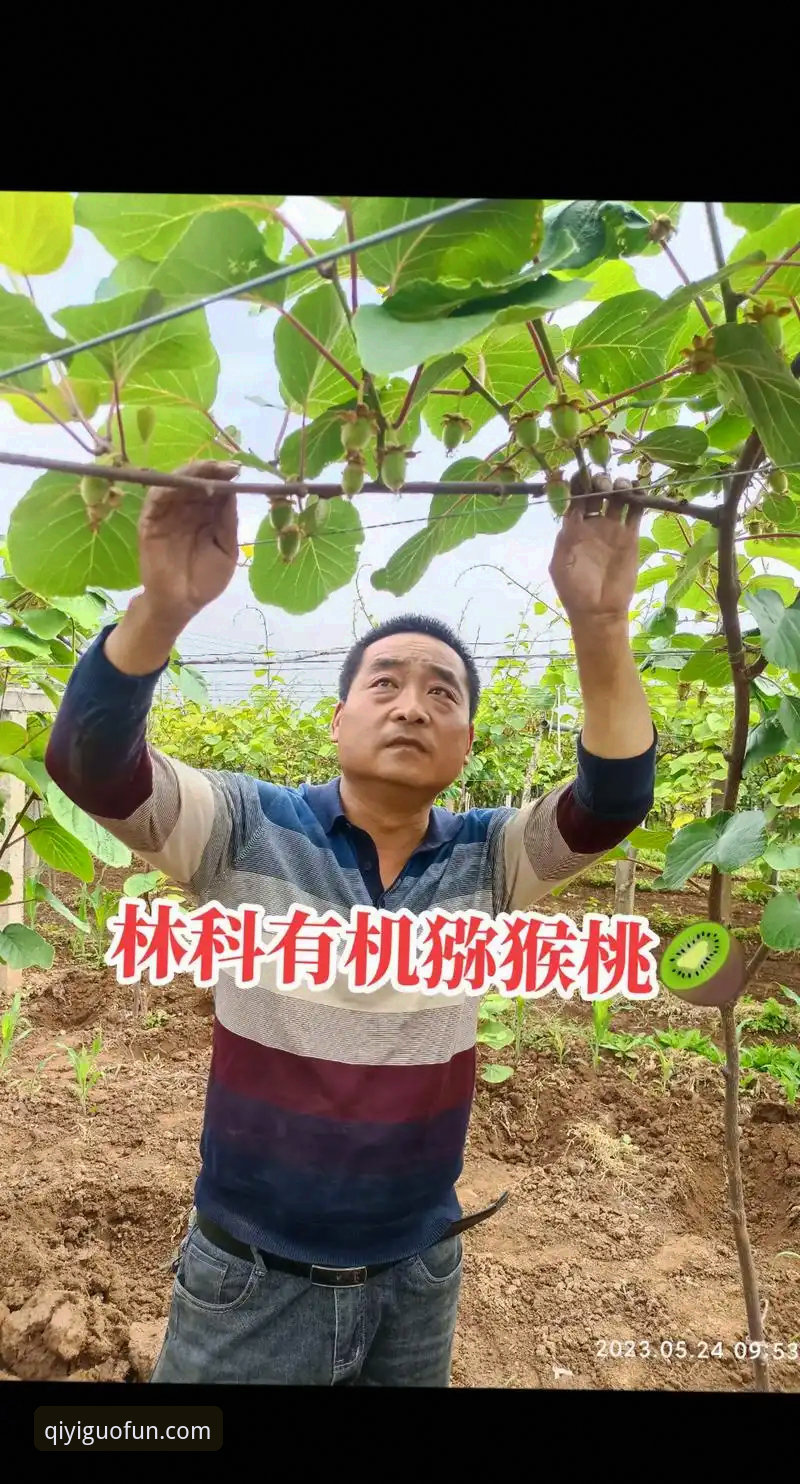 奇异果综艺怎么样 奇异果综艺深度评测:从内容生态到会员体验的全方位分析